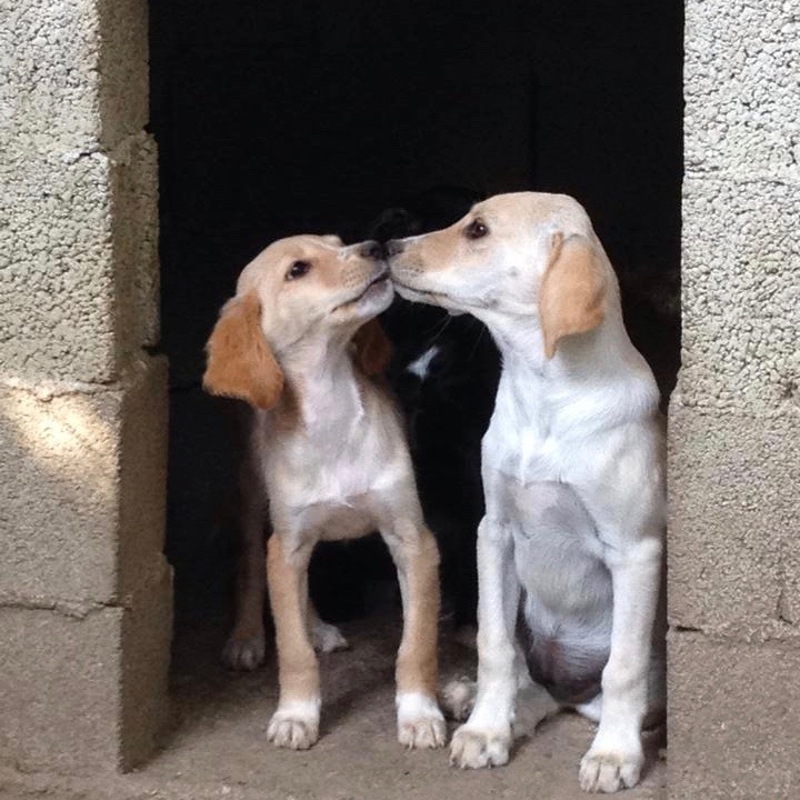 Two Puppies Kissing