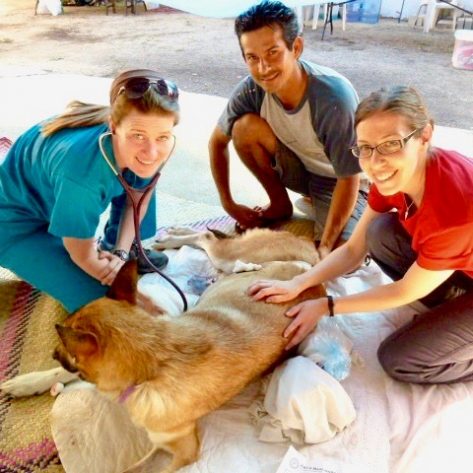 Caring For Animals In Mexico