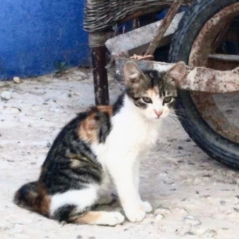 Stray Cat in Greece